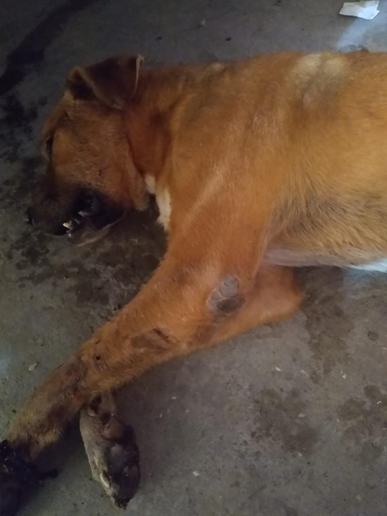 Denuncian Matanza De Perros Y Gatos En Iz Car De Matamoros