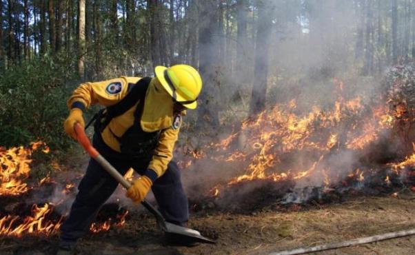 Se atienden 12 incendios forestales activos en la entidad: Protección Civil