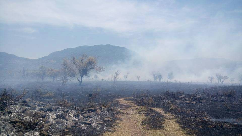Activos siete incendios forestales en la entidad