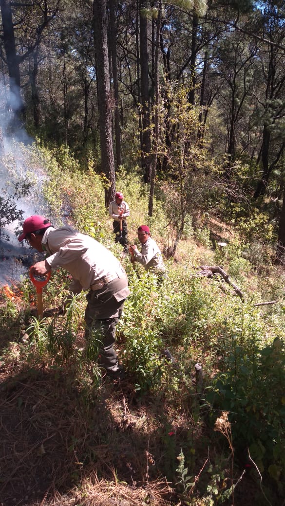Atienden brigadistas incendio en parque nacional Malinche: CGE.