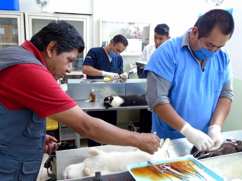 Módulo canino ofrece servicios integrales: SESA