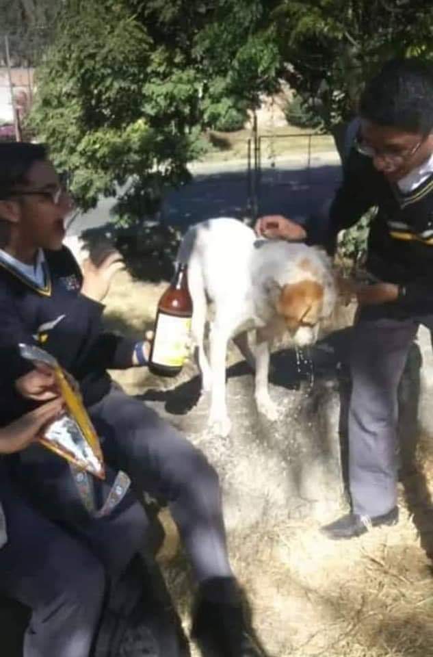 Desde lo viral: Alumnos del CBTIS le dan cerveza a perrito