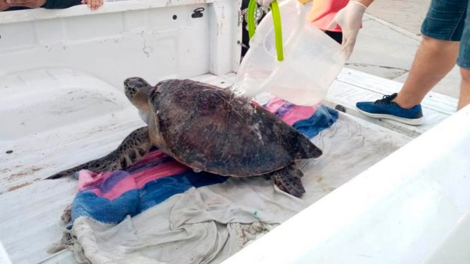 Mueren casi 300 tortugas en playas de Oaxaca por marea roja