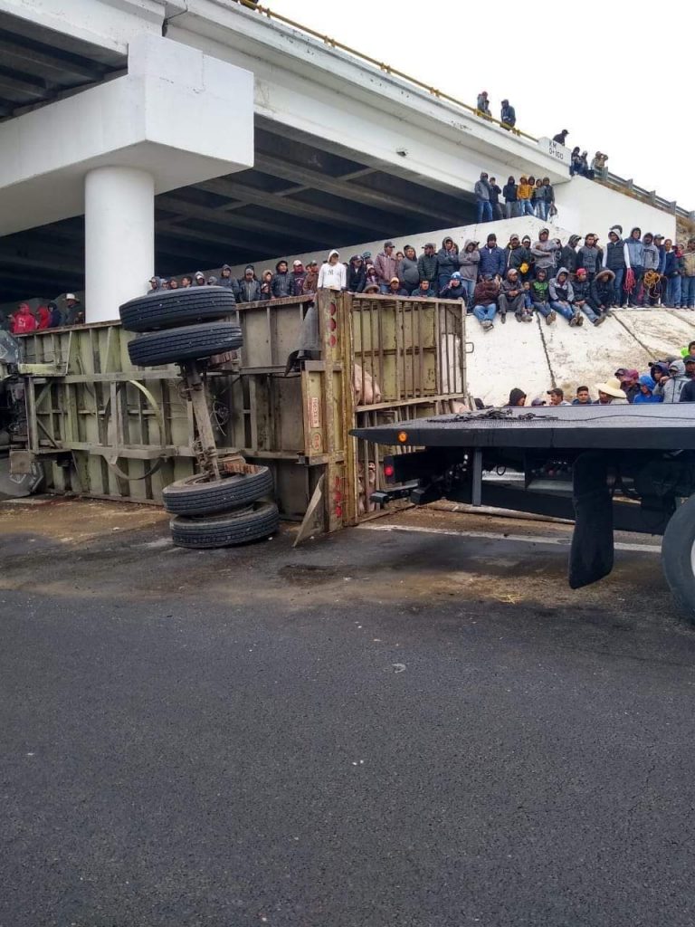 Gente hace rapiña tras accidente de un trailer cargado con porcinos.