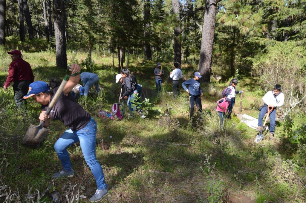 Entrega CGE 200 mil árboles ornamentales con el programa “Donación de planta”