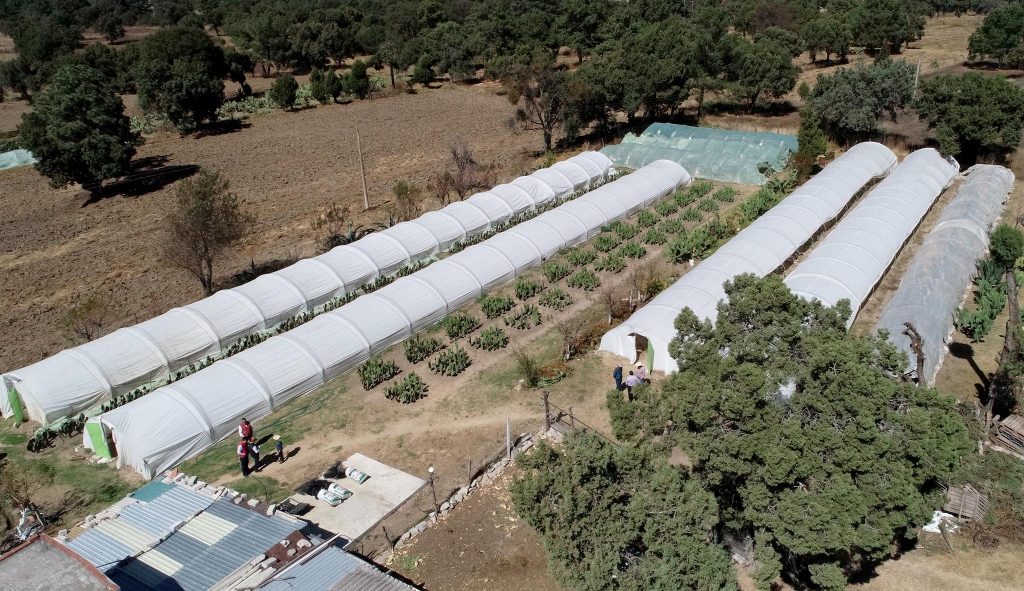 Con asistencia técnica SEFOA impulsa crecimiento en cadena agrícola del nopal.