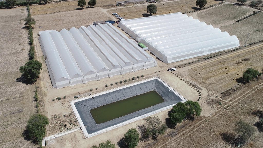 Invierte SEFOA en producción intensiva de jitomate.