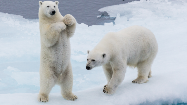 Calentamiento global está aumentando el canibalismo entre osos polares