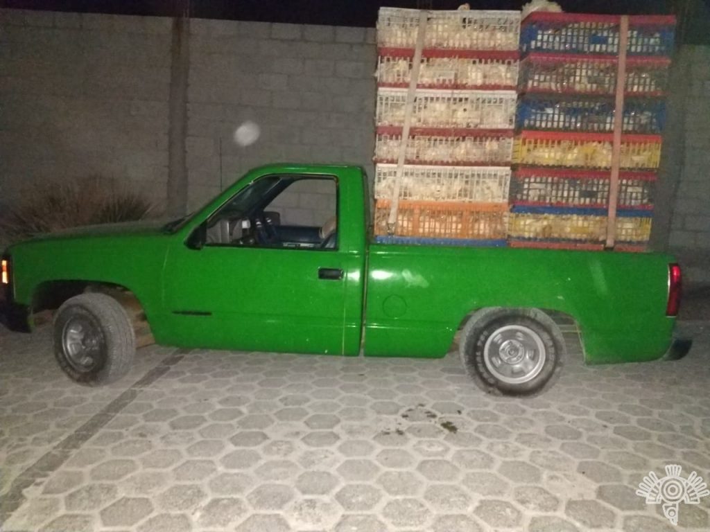 Detiene SSP a presunto asaltante de empresa avícola