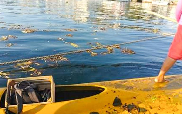 Invaden cerca de 15 toneladas de lirio acuático la bahía de Acapulco