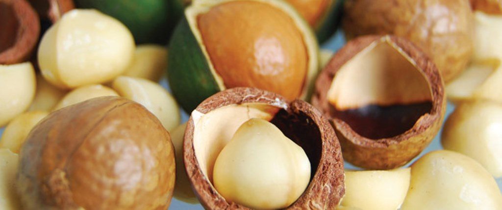 Investigadores de Ecosur Trabajan para Prevenir Plaga en Cultivos de Nuez de Macadamia en Chiapas.