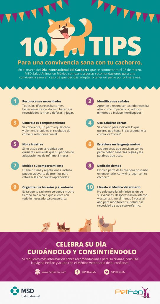 ¿Tendrás un cachorro por primera vez?