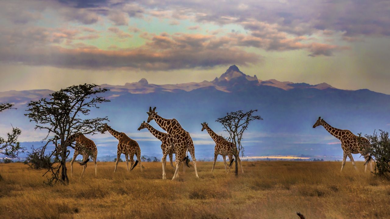 Las últimas jirafas del planeta