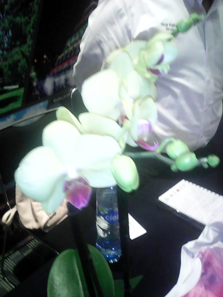 En el mundo hay 25 mil especies de orquídeas, en México son 1200