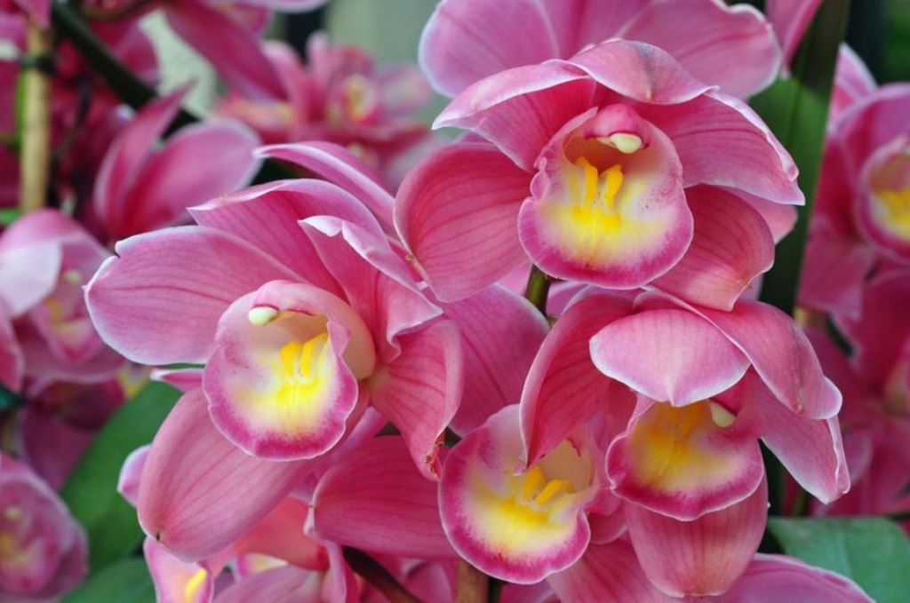 20 Especies de Orquídeas del Soconusco en Peligro de Extinción: Ecosur.