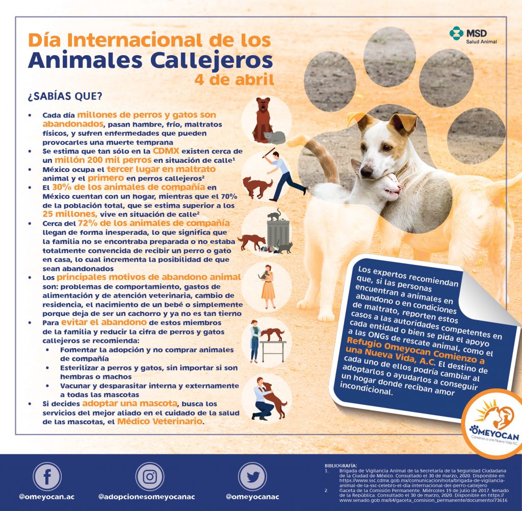 Hasta 25 millones de perros y gatos en México viven en situación de calle