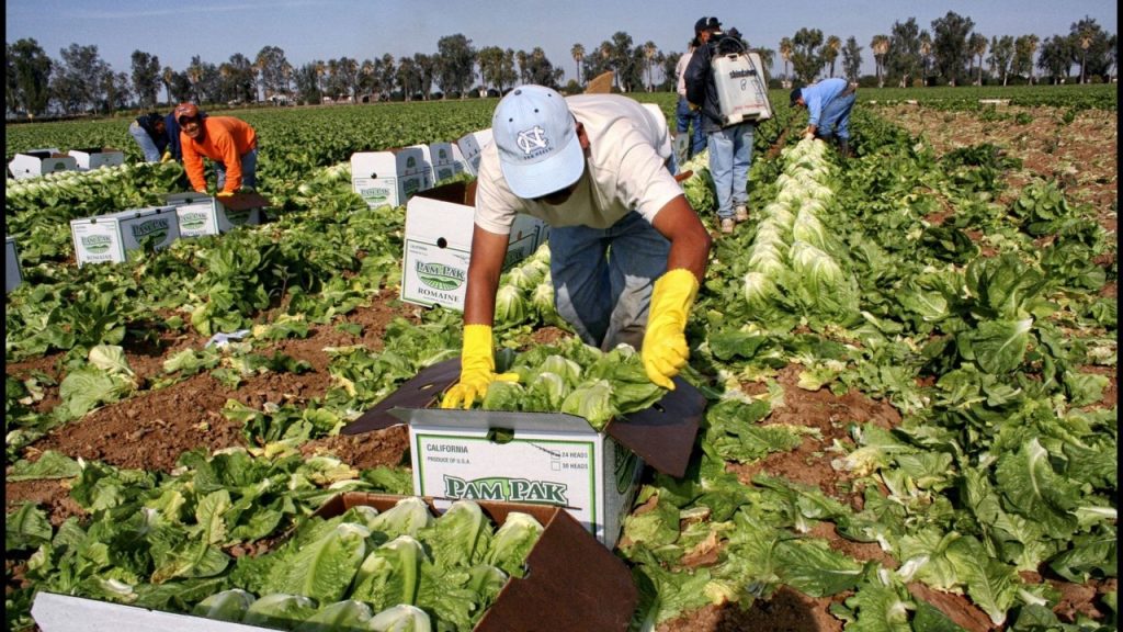 Los campesinos migrantes en Estados Unidos, los más expuestos a la pandemia, denuncia dirigente