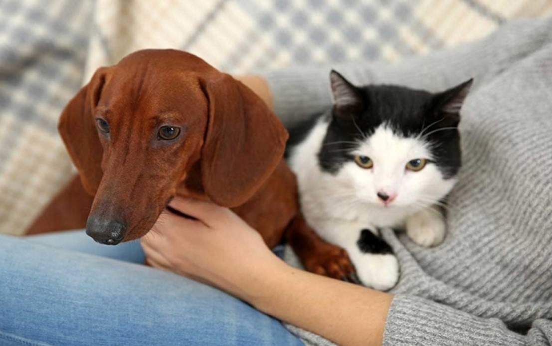 Purina® lanza iniciativa para cuidar a los perros y gatos de los profesionales de la salud durante contingencia