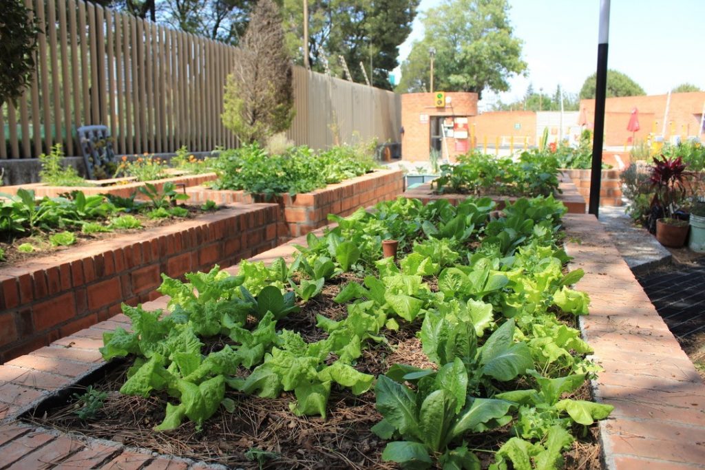 Huerto IBERO comparte cosechas con comunidad vulnerable por COVID-19