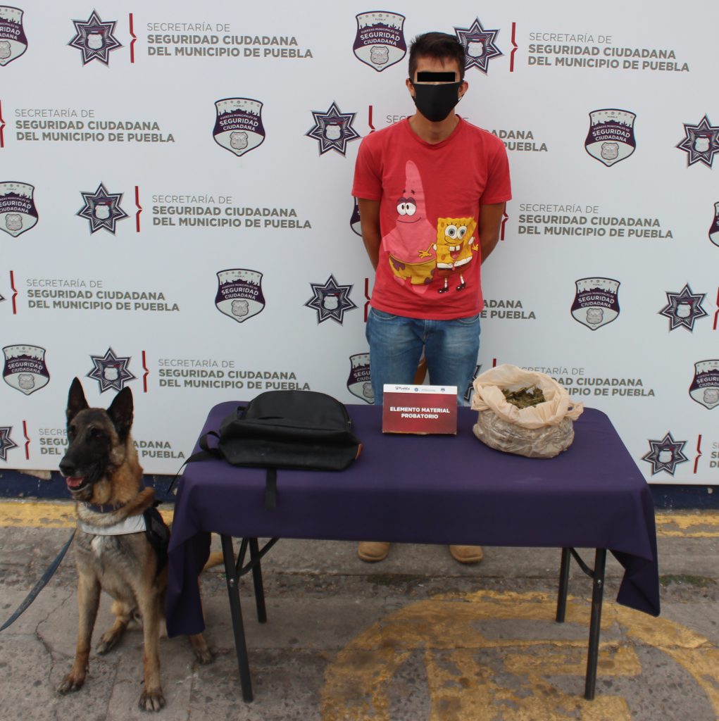 Aseguró unidad canina de la Policía Municipal de Puebla más de un kilogramo de posible marihuana: un hombre fue detenido.
