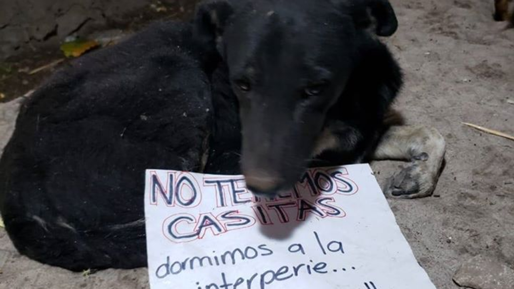 Galleta Albergue Canino necesita apoyo de alimentos