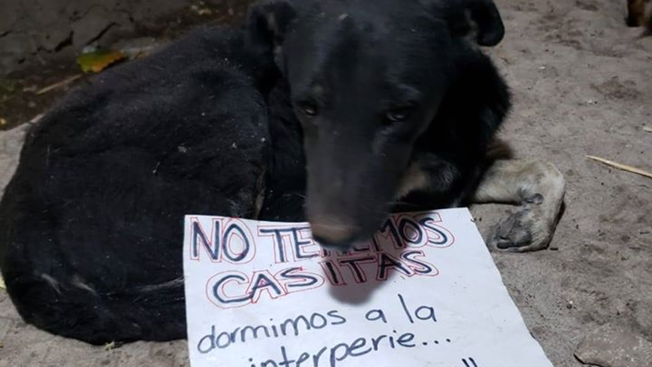 Galleta Albergue Canino necesita apoyo de alimentos