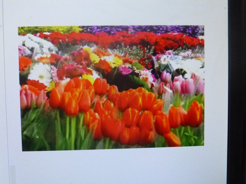 Bajas ventas esperan los floricultores este 10 de mayo