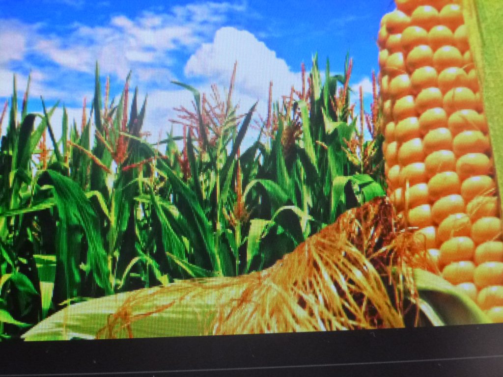 Sigue bajando la producción de alimentos en México, afirma dirigente campesino