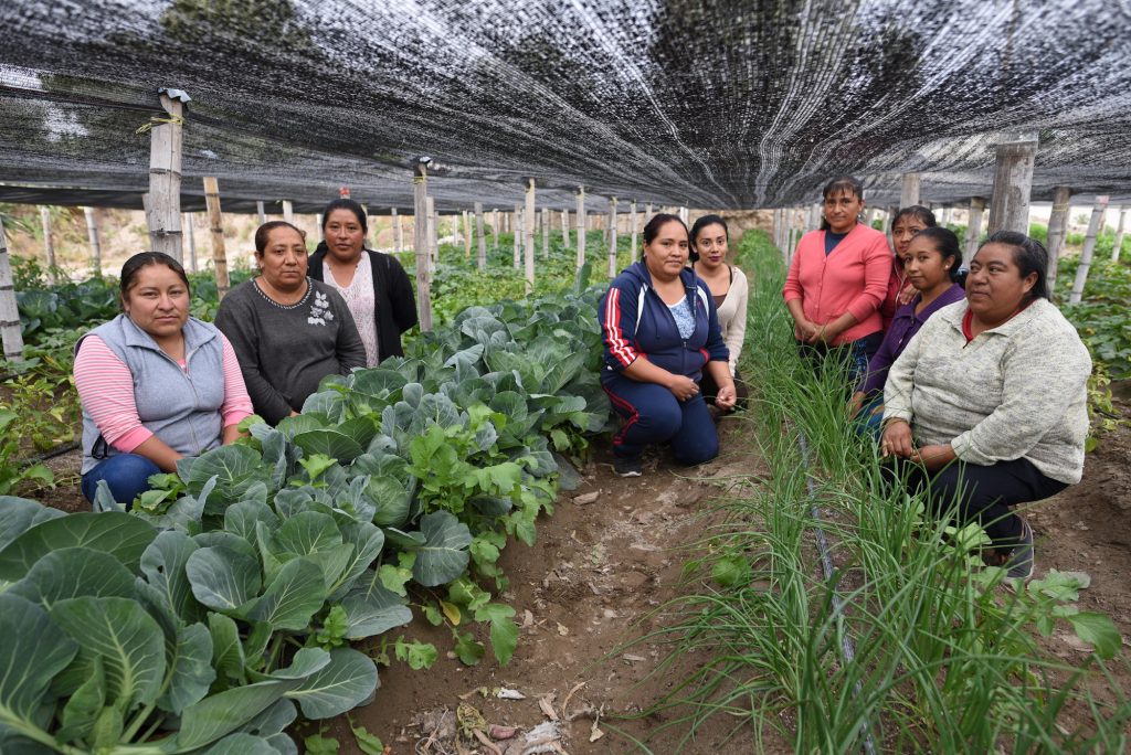 Carroll impulsa siembra para autoconsumo y venta, fundamentales en tiempos de covid-19