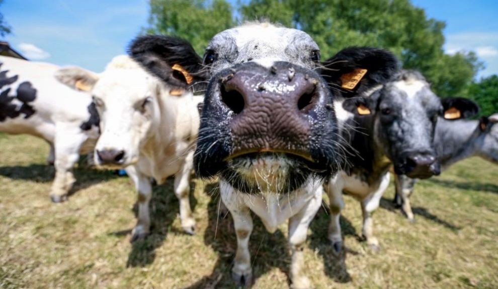 Vacas genéticamente modificadas, nueva arma contra el coronavirus