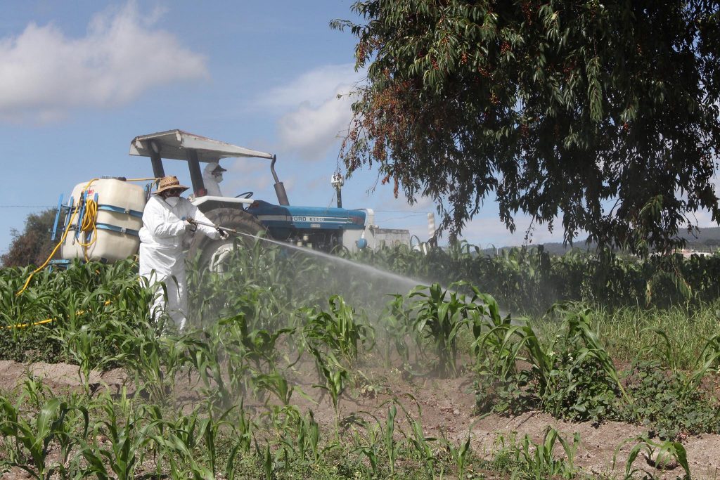 Implementan SEFOA y CESAVETLAX acciones para combatir el gusano defoliador del maíz.