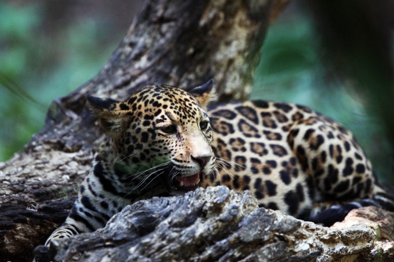 Tren Maya: por qué el proyecto de López Obrador amenaza al jaguar, especie en peligro de extinción