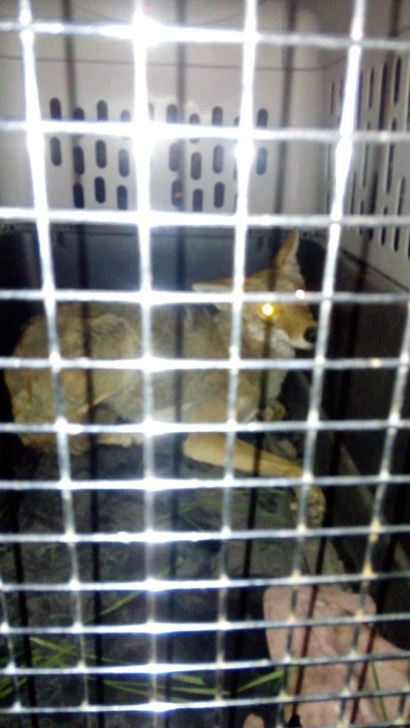 Video desde Puebla: Rescatan a Coyote en una secundaria de Amozoc