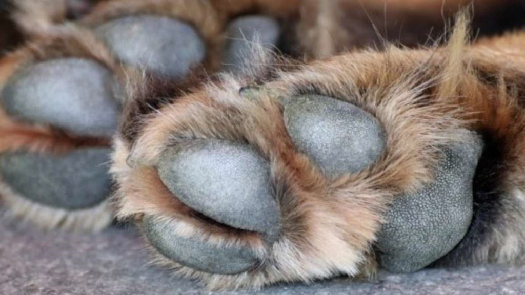 Pareja envenena a 30 perros; los sorprendieron embolsando los restos