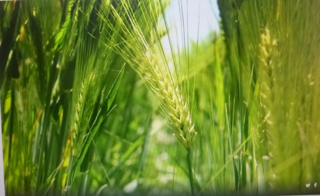 Baja la producción de cebada en el estado por sequía