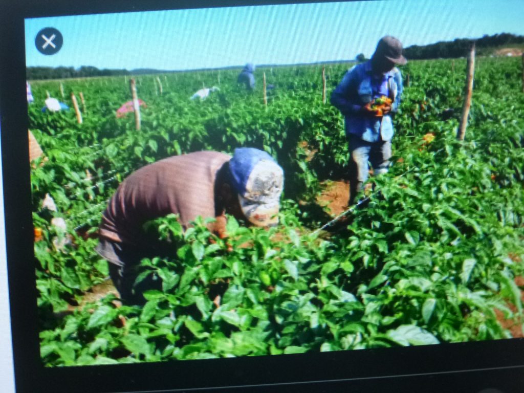 La pandemia está impactando negativamente en el campo