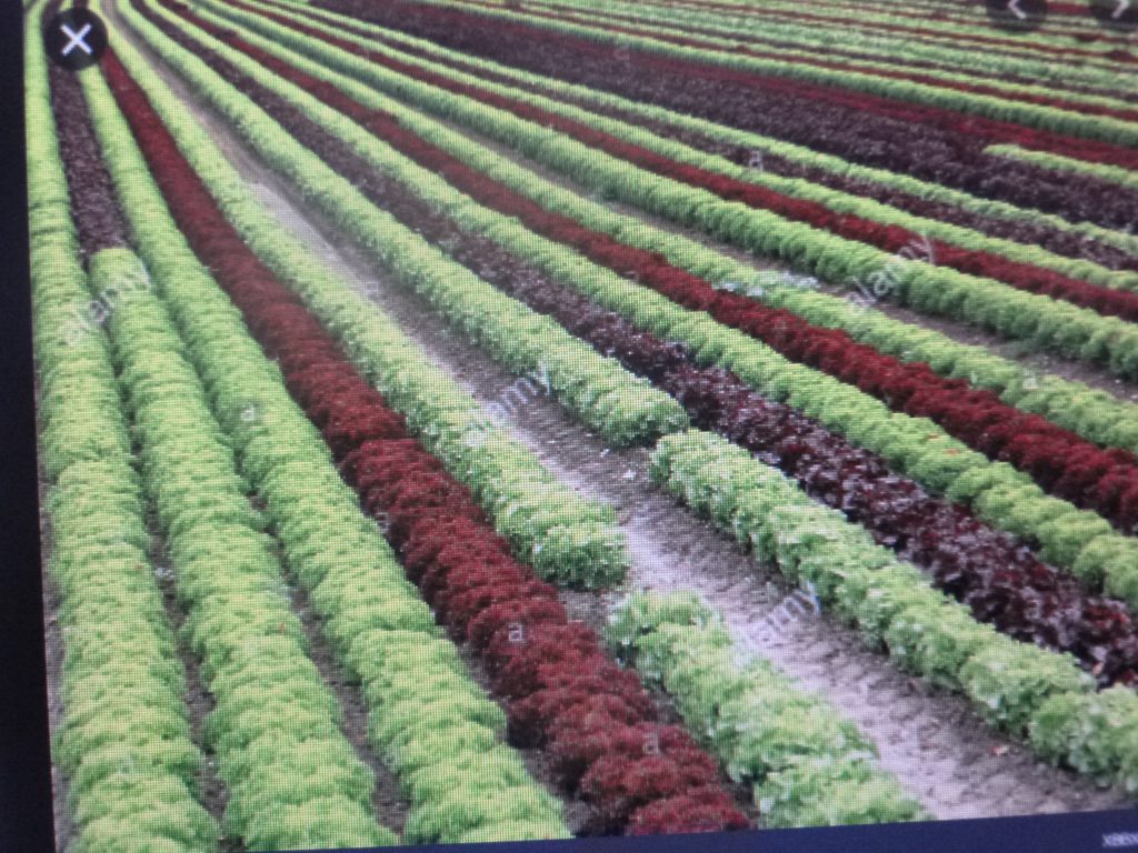Producimos caro y vendemos barato en el campo, afirma productor de la zona de hortalizas en Quecholac