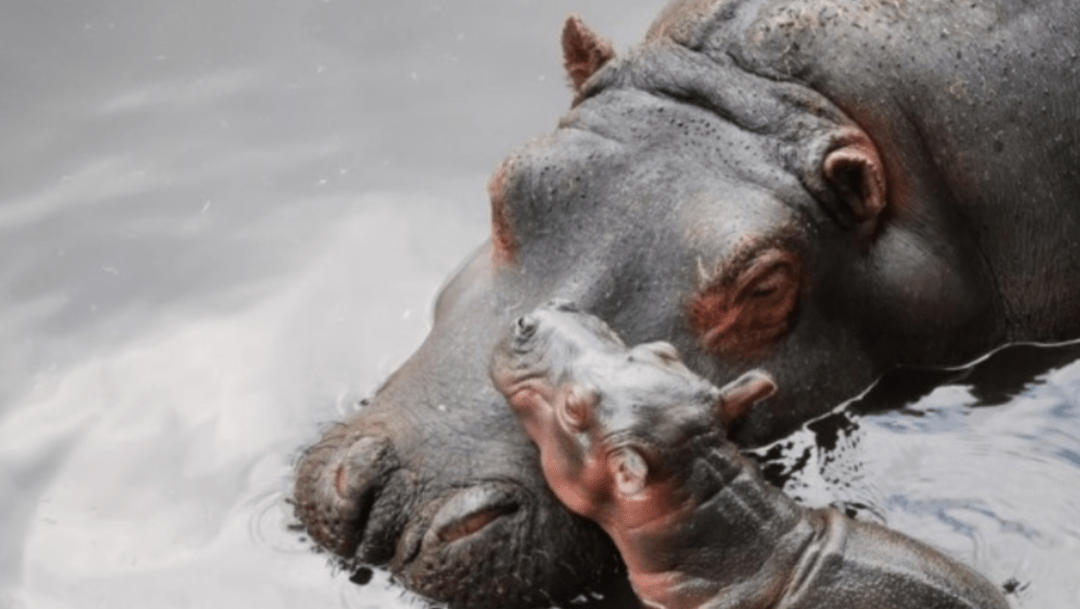 Nace cría de hipopótamo del Nilo en zoológico del Estado de México