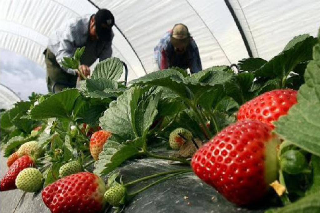 La situación de los trabajadores migrantes estacionales en España pone sus vidas en peligro