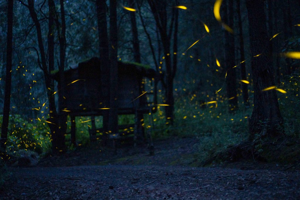 Desde Tlaxcala: Realiza Secture recorridos virtuales del avistamiento de luciérnagas.