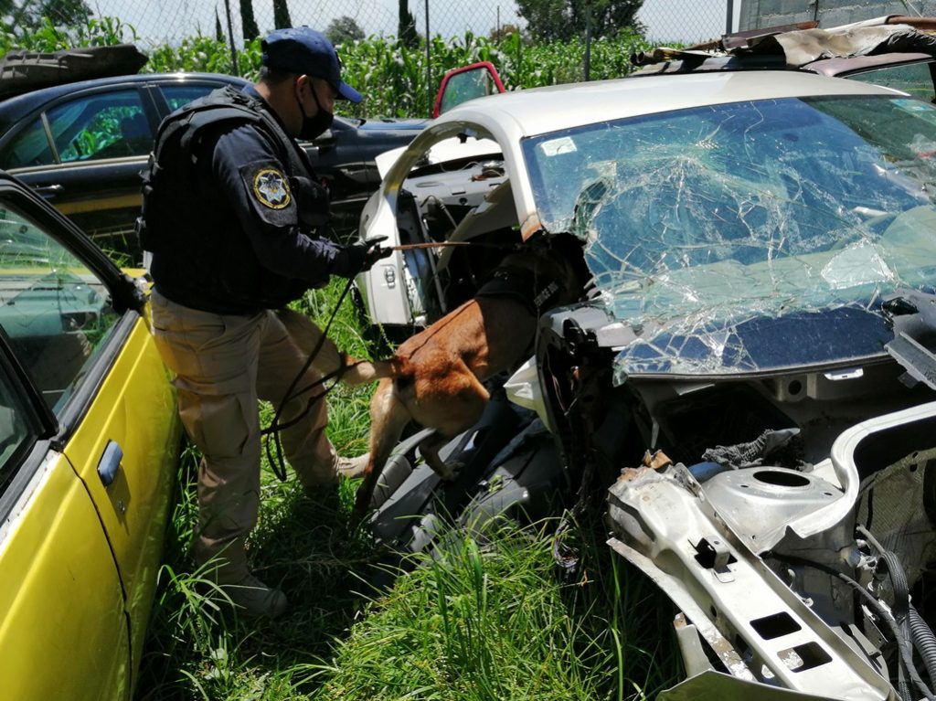 Desde Tlaxcala: Dependencias Estatales y Federales implementan el operativo deshuesadero en Acuitlapilco