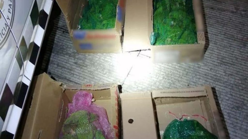 Rescatan a 60 loros que eran transportados en cajas y costales en Puebla