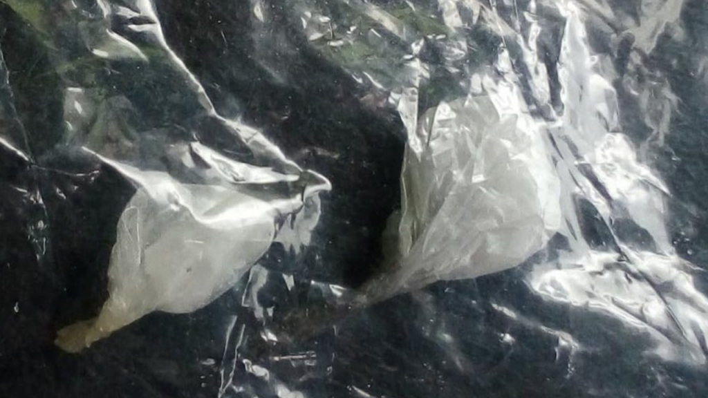 Desde Tlaxcala: SSC detiene a una persona con posesión de droga