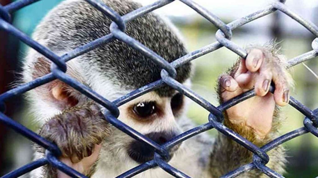 Para evitar más pandemias se necesita controlar el tráfico ilegal de fauna y flora silvestre