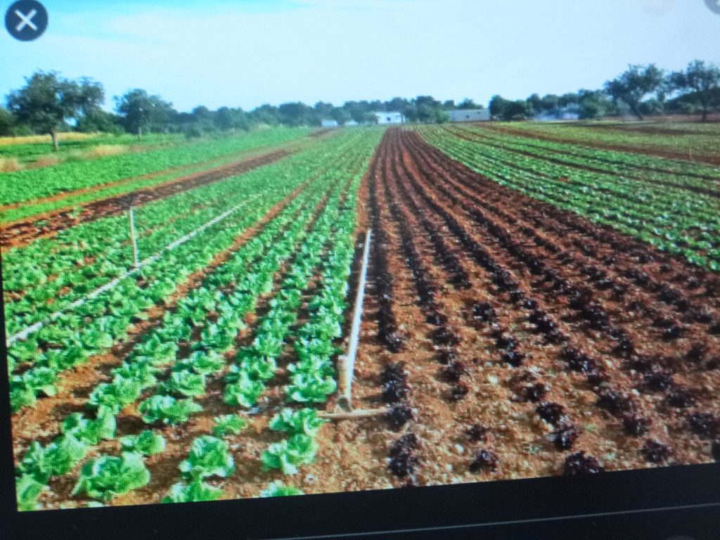 Secretaría de Desarrollo Rural niega que el Covid19 haya afectado el ciclo productivo de primavera-verano
