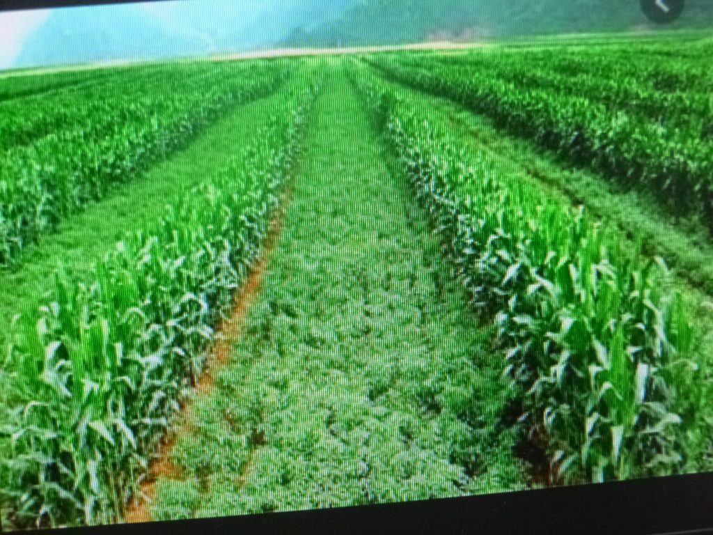 En México cien millones de hectáreas están afectadas por la erosión: ONG