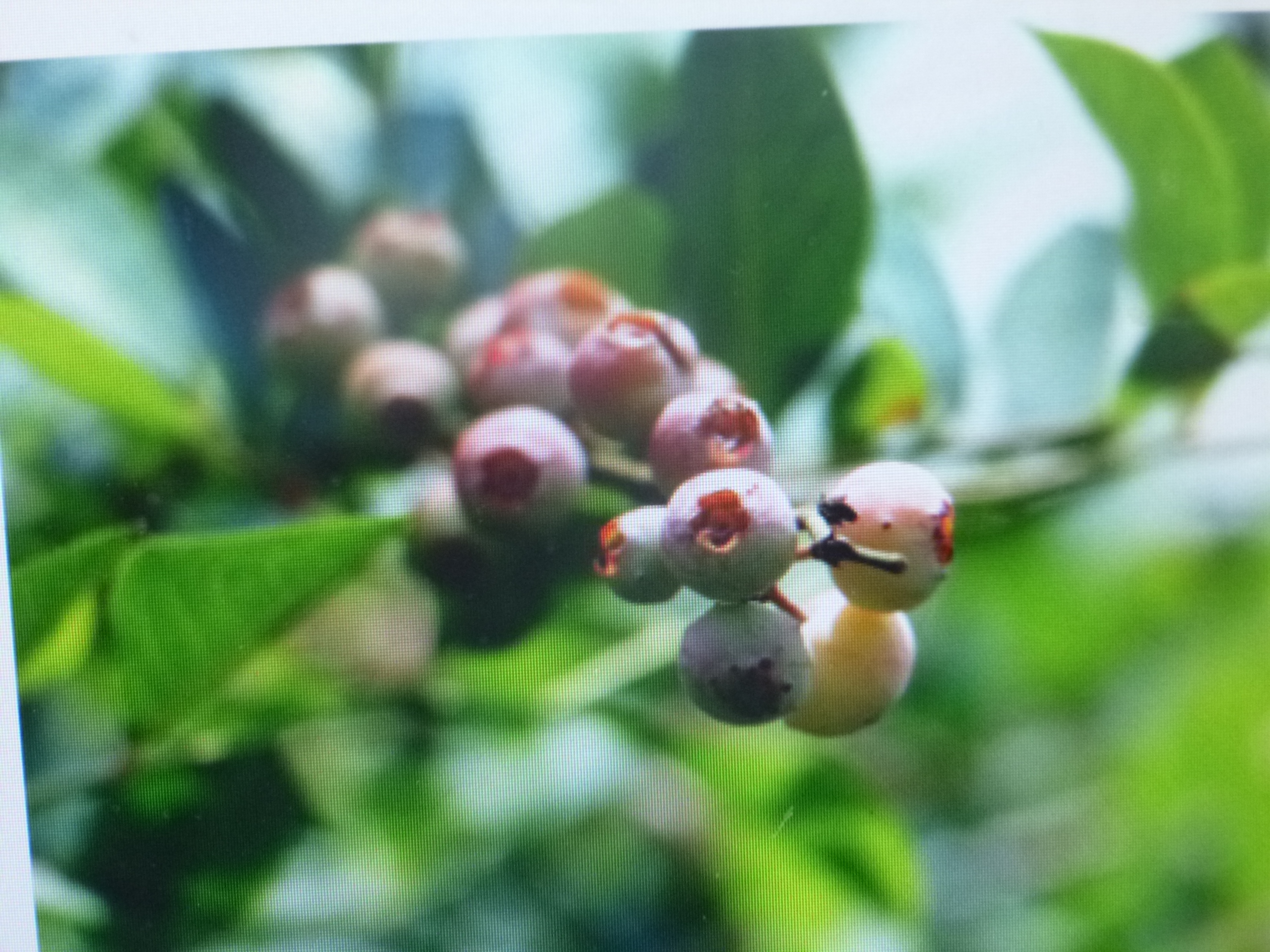 El estado de Puebla, primer lugar nacional en la producción de blueberry