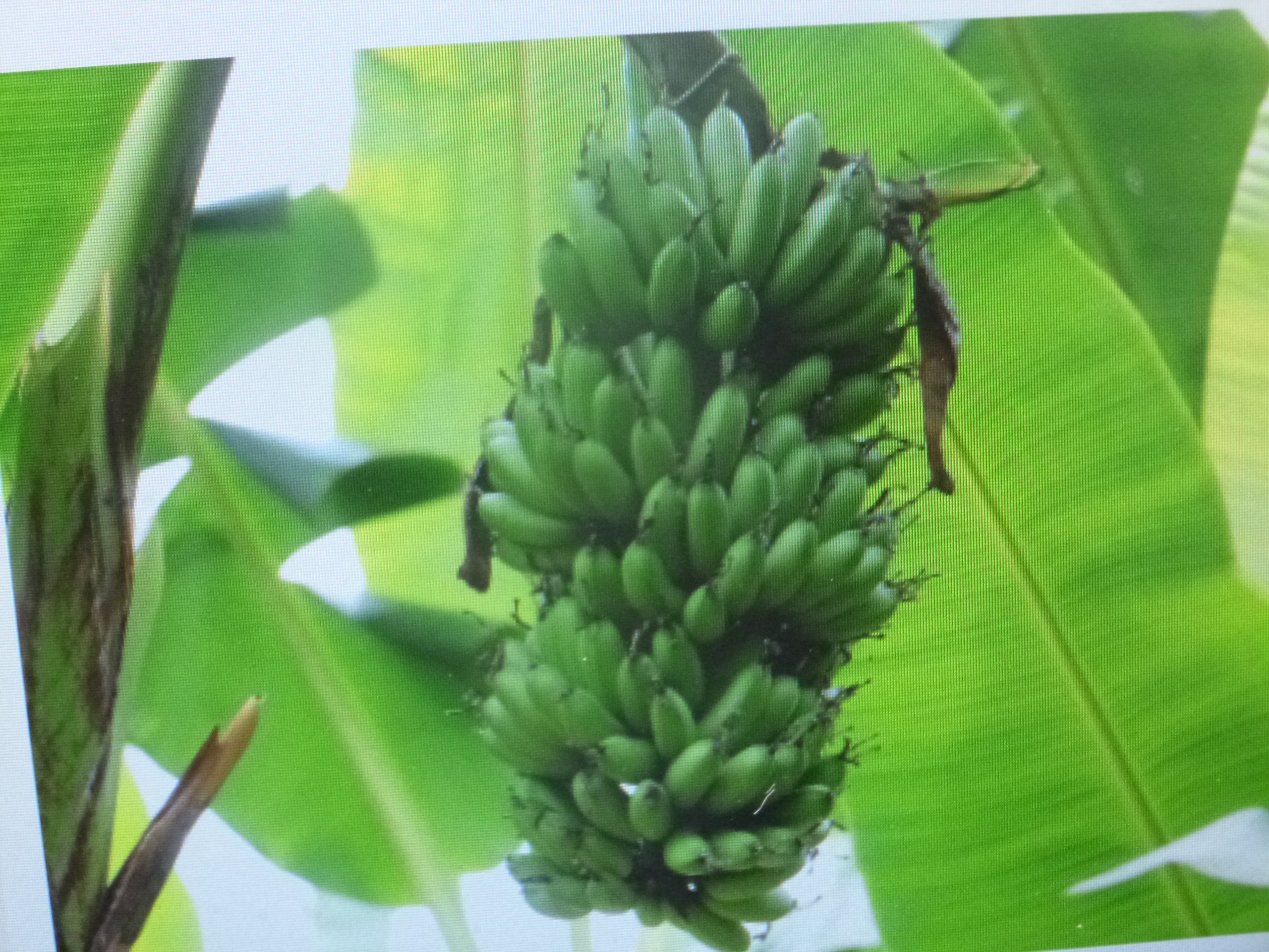 La región de Hueytamalco en la Sierra Norte produce 36 mil toneladas de plátano anuales