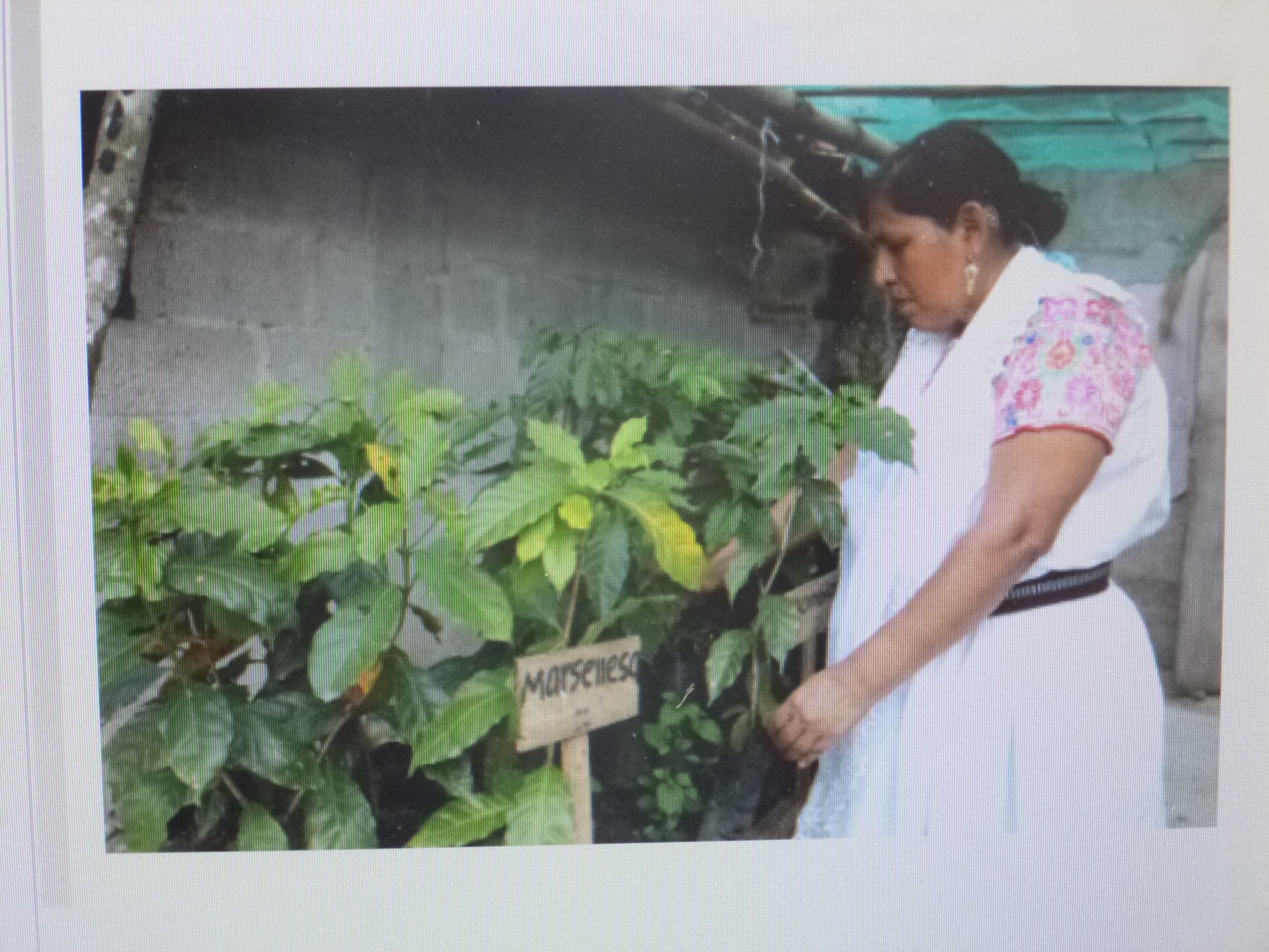Secretaría de Desarrollo Rural aplicará 200 millones de pesos para apoyar la cafeticultura