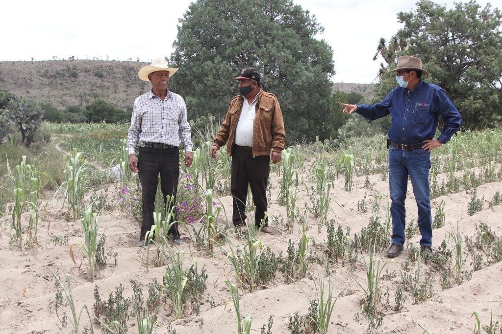 Supervisa SEFOA cultivos básicos en la zona oriente del Estado.